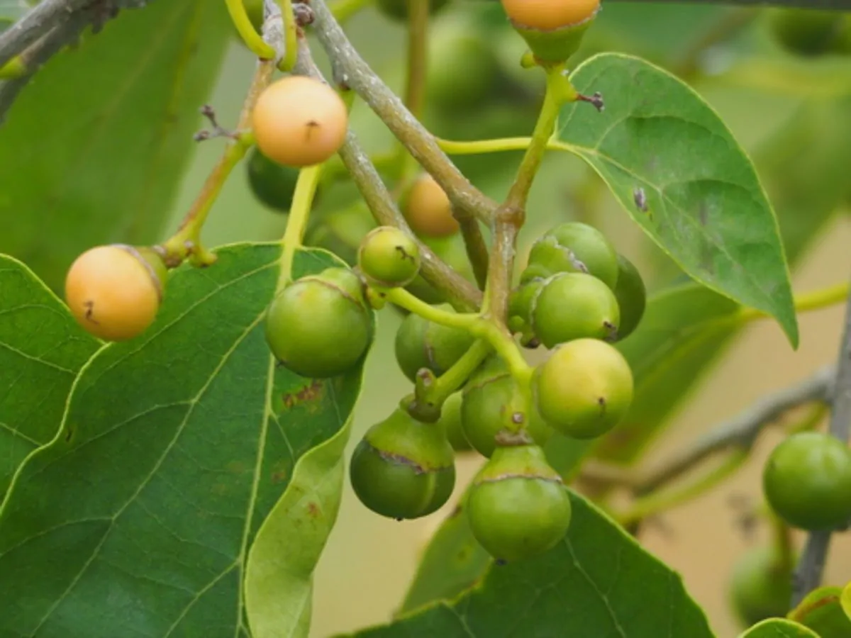 Cordia dichotoma - Fragrant Manjack, Indian Cherry, Glue Berry, Clammy Cherry, Lasora - Image 5
