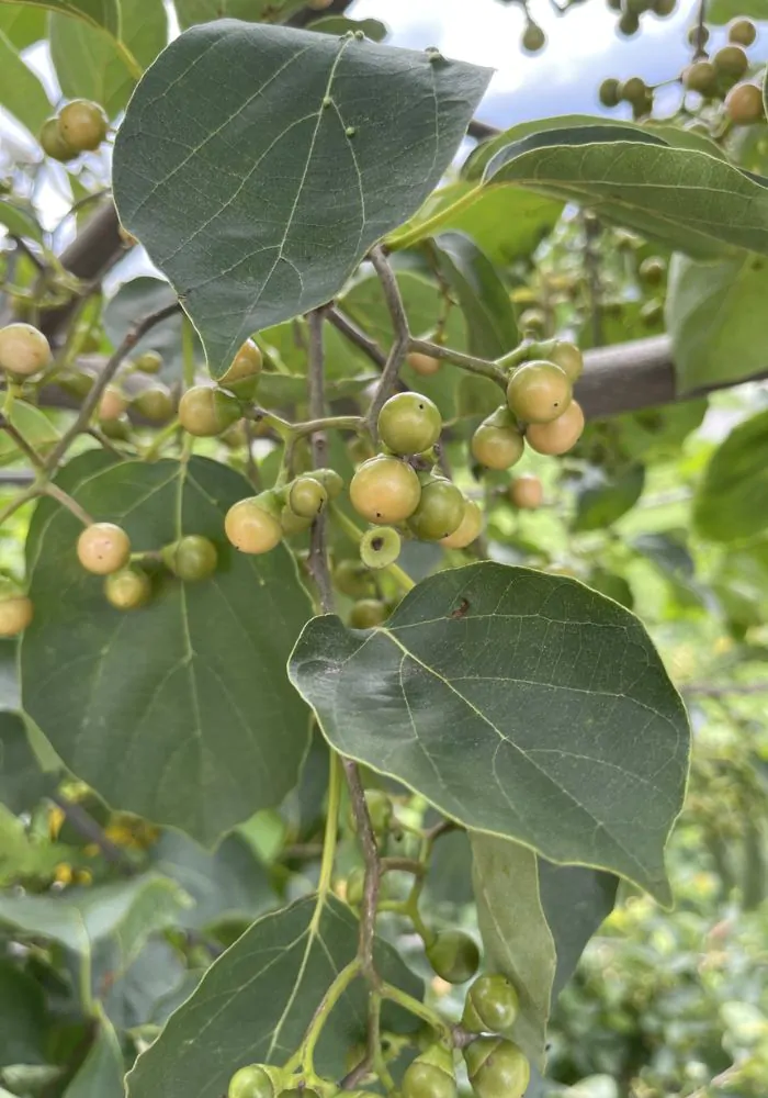 Cordia dichotoma - Fragrant Manjack, Indian Cherry, Glue Berry, Clammy Cherry, Lasora - Image 7