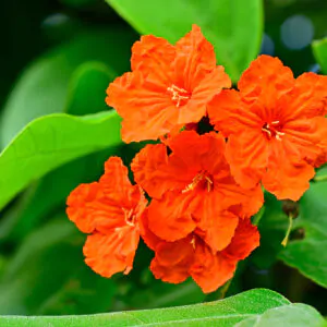 Cordia sebestena - Aloe Wood, Anacahuita, Anaconda, Anaconoa, Avellana, Avellano Criollo, Bois rape, Caramboli, Coquelicot, Geiger Tree, Large-leaf Geigertree, Scharlachkordie, Sebesteira-Verdadeira, Sebestenenbaum