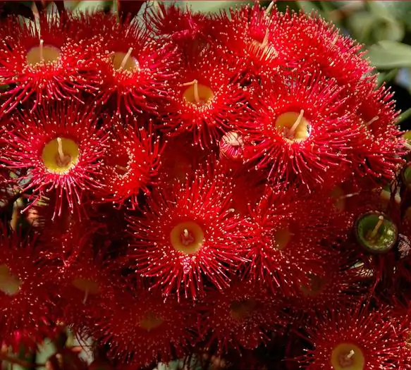 Eucalyptus ficifolia / Corymbia ficifolia - Red Flowering Gum, Albany Red Flowering Gum - Image 2