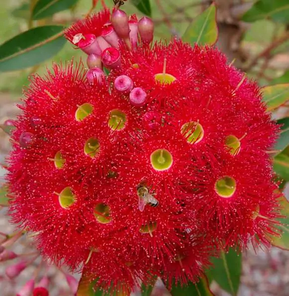 Eucalyptus ficifolia / Corymbia ficifolia - Red Flowering Gum, Albany Red Flowering Gum - Image 5