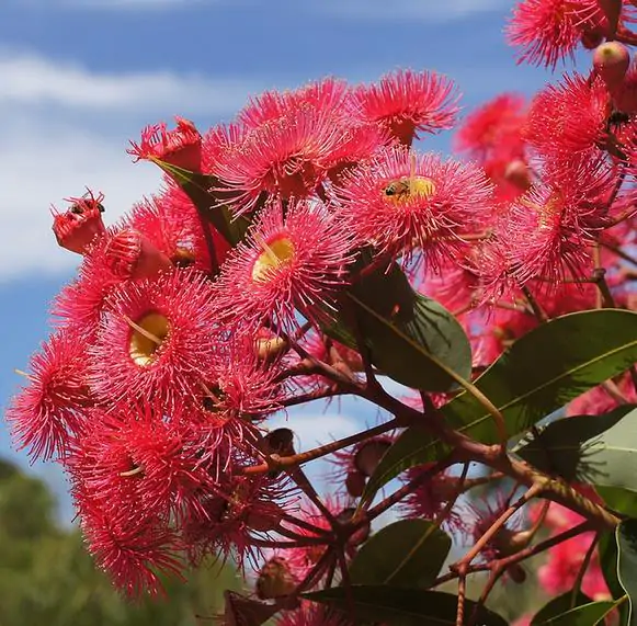 Eucalyptus ficifolia / Corymbia ficifolia - Red Flowering Gum, Albany Red Flowering Gum - Image 7