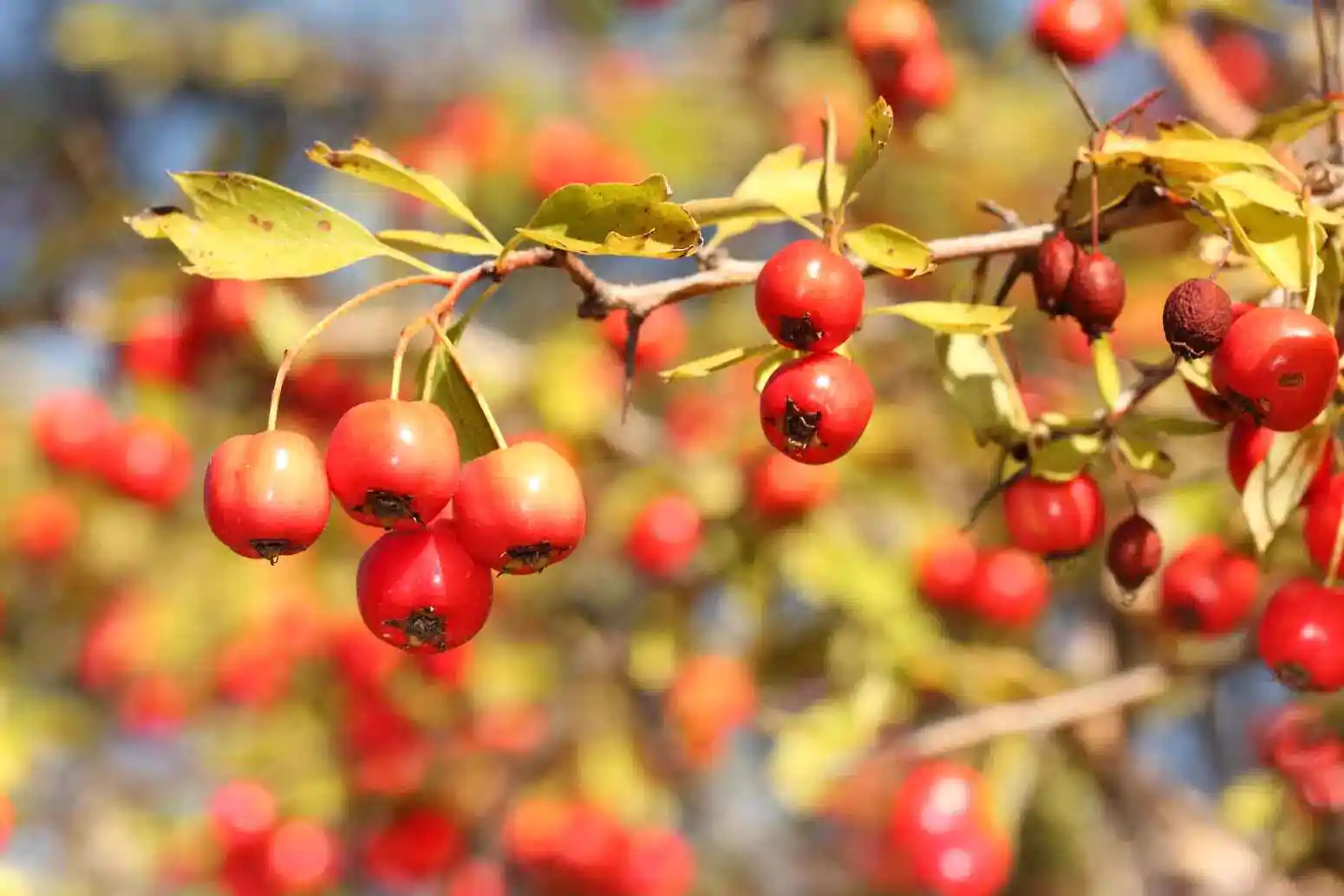 Crataegus monogyna - English Hawthorn, Hawthorn, One-Seed Hawthorn, Single-Seeded Hawthorn - Image 8