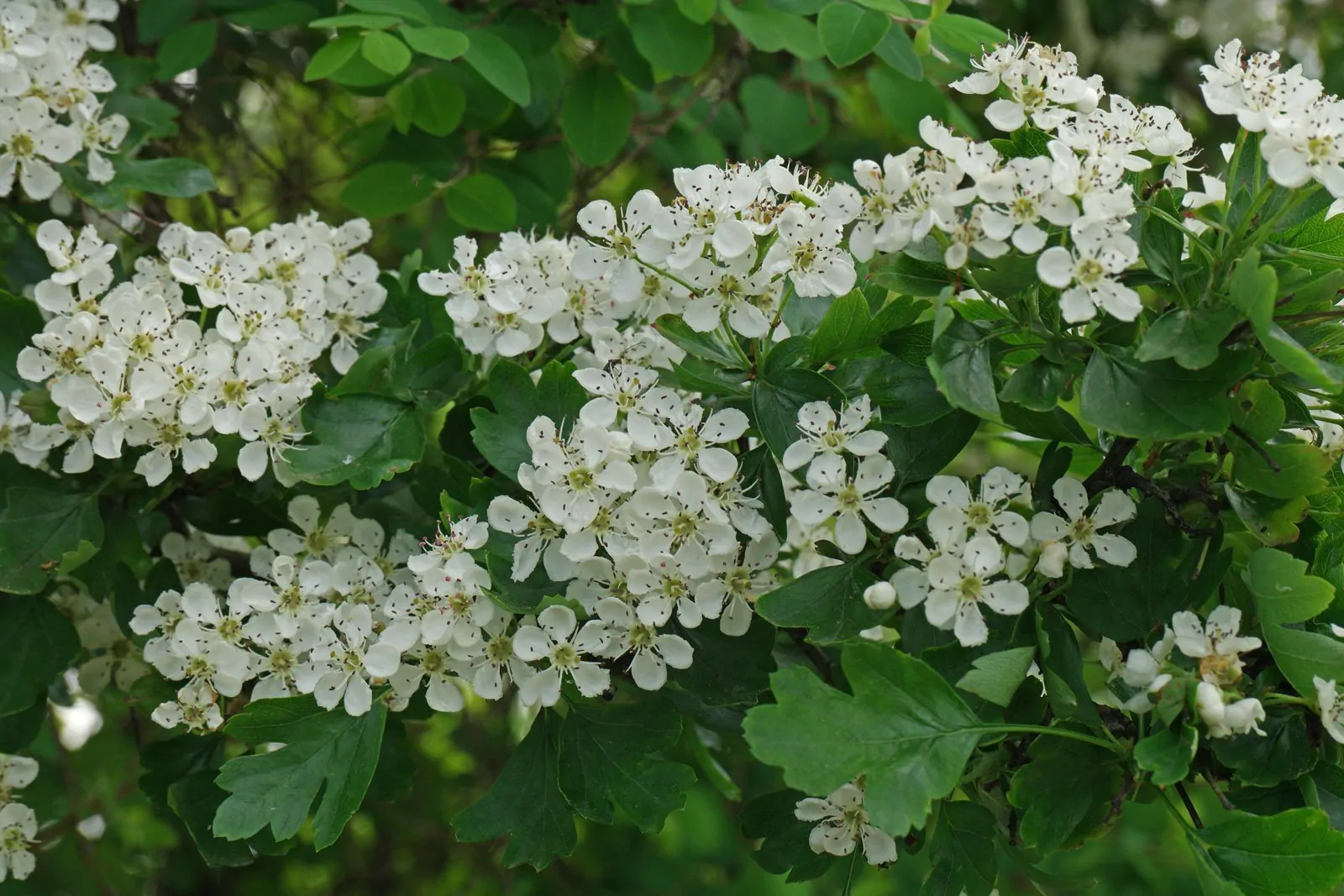 Crataegus monogyna - English Hawthorn, Hawthorn, One-Seed Hawthorn, Single-Seeded Hawthorn - Image 9