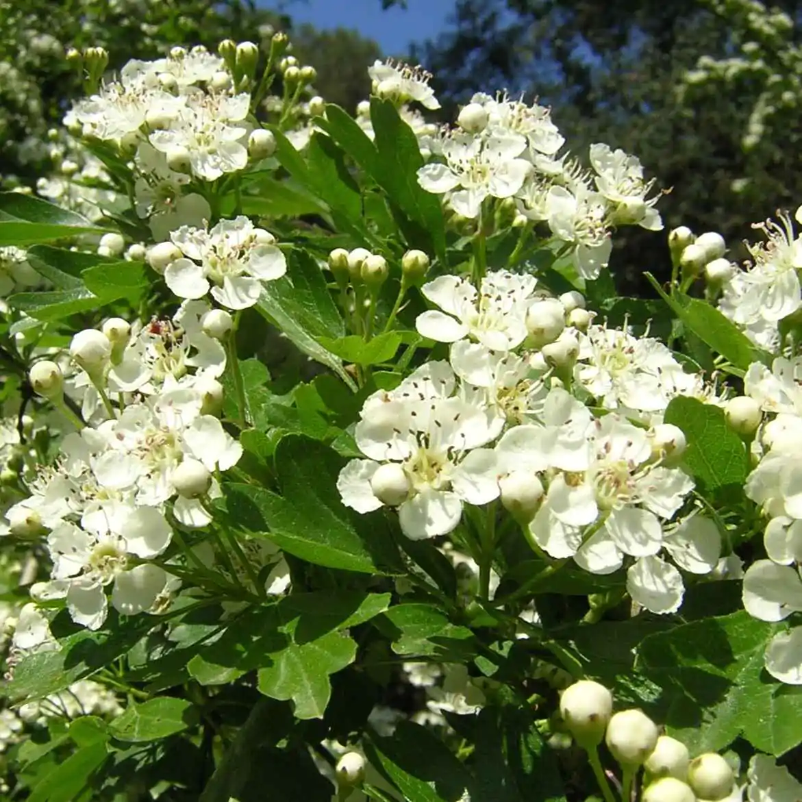 Crataegus monogyna - English Hawthorn, Hawthorn, One-Seed Hawthorn, Single-Seeded Hawthorn - Image 10