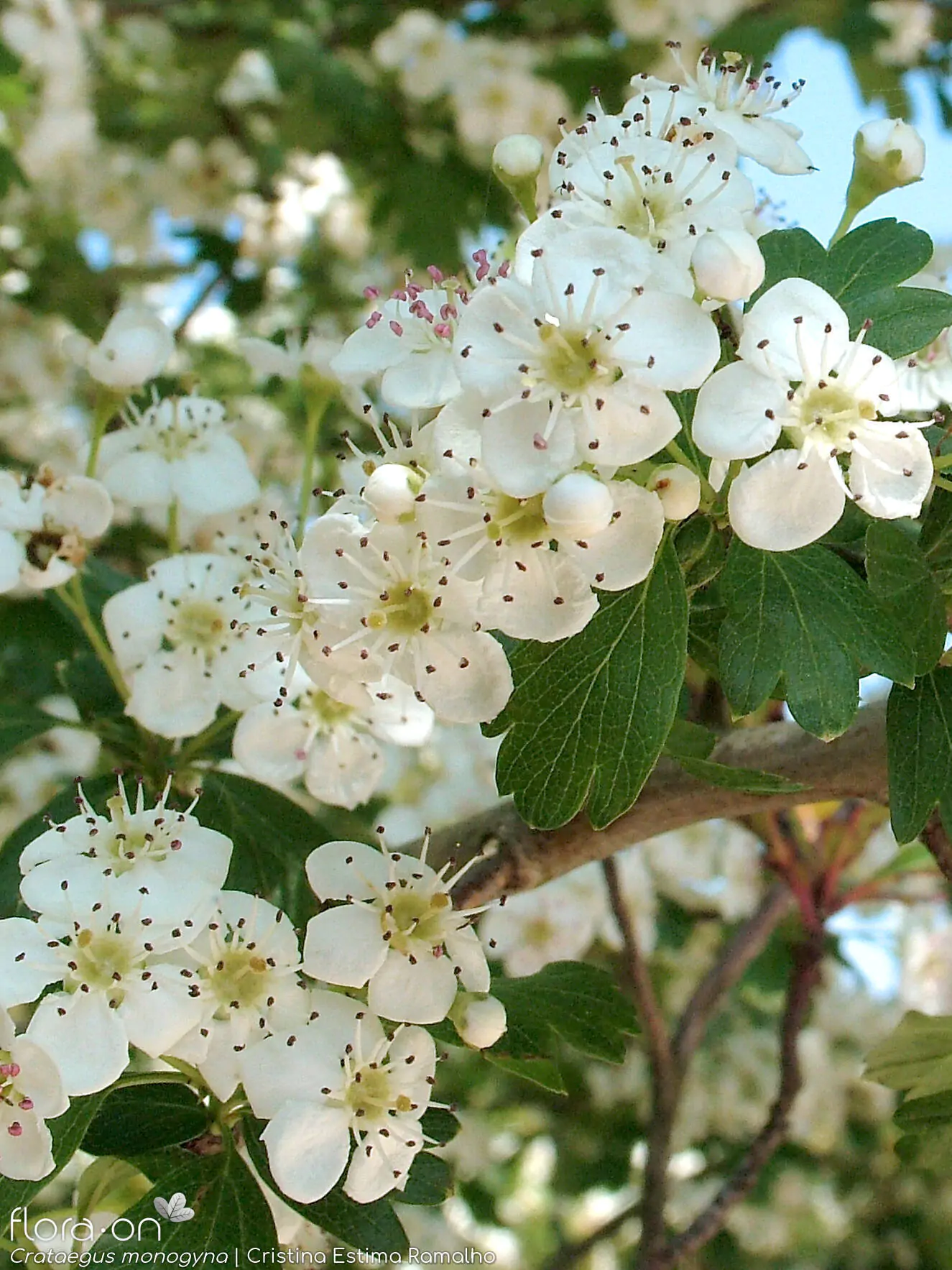 Crataegus monogyna - English Hawthorn, Hawthorn, One-Seed Hawthorn, Single-Seeded Hawthorn - Image 13