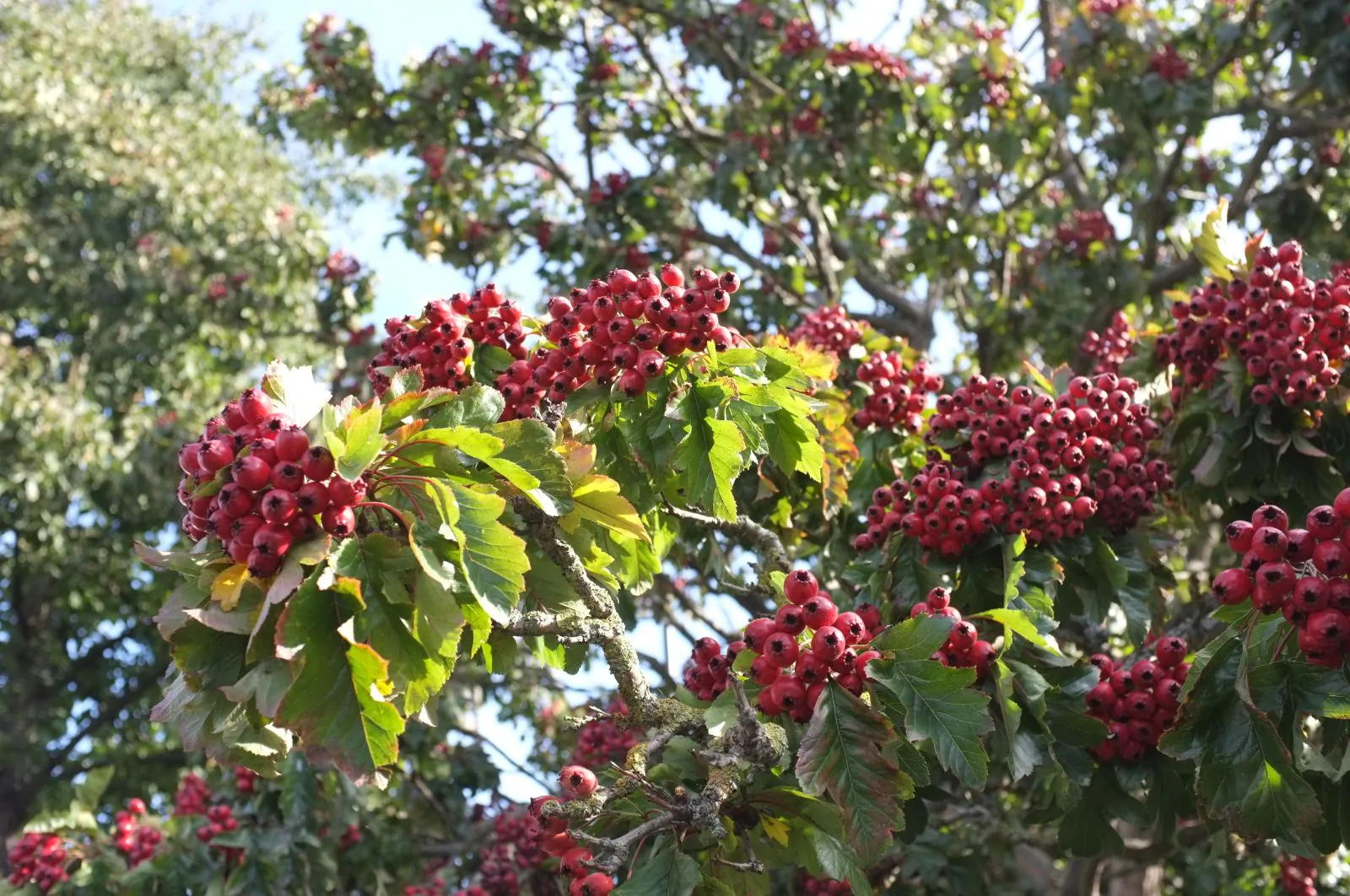 Crataegus pinnatifida - Chinese Hawthorn - Image 8