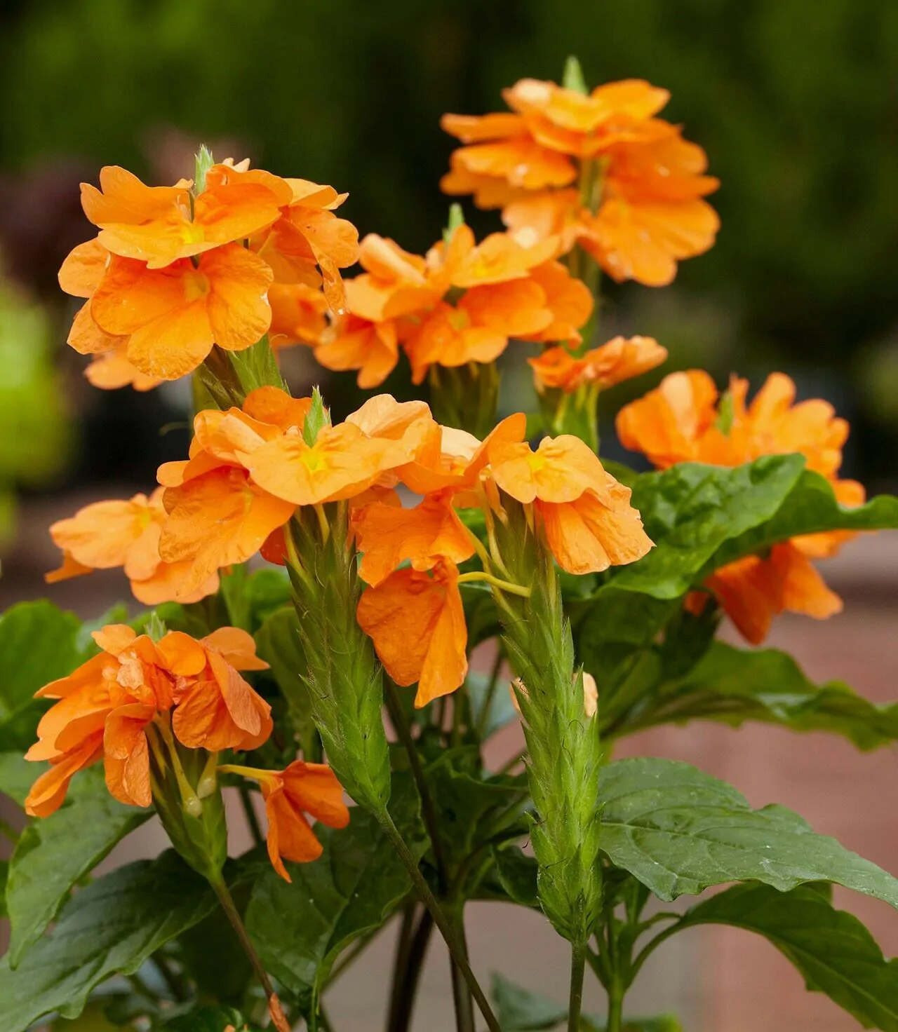 Crossandra infundibuliformis - Orange Marmalade, Firecracker Flower