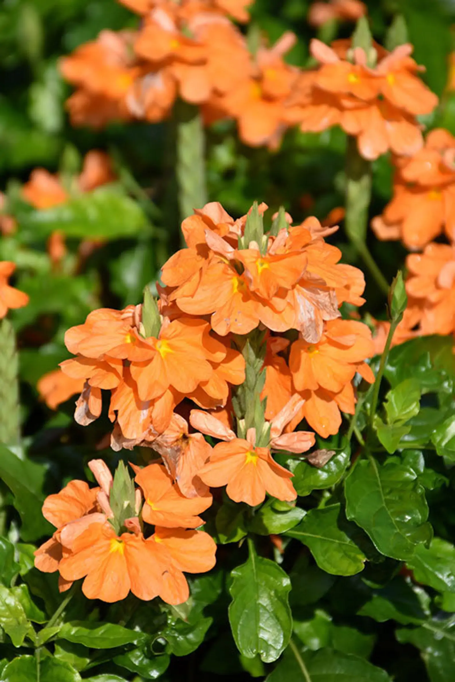 Crossandra infundibuliformis - Orange Marmalade, Firecracker Flower - Image 2