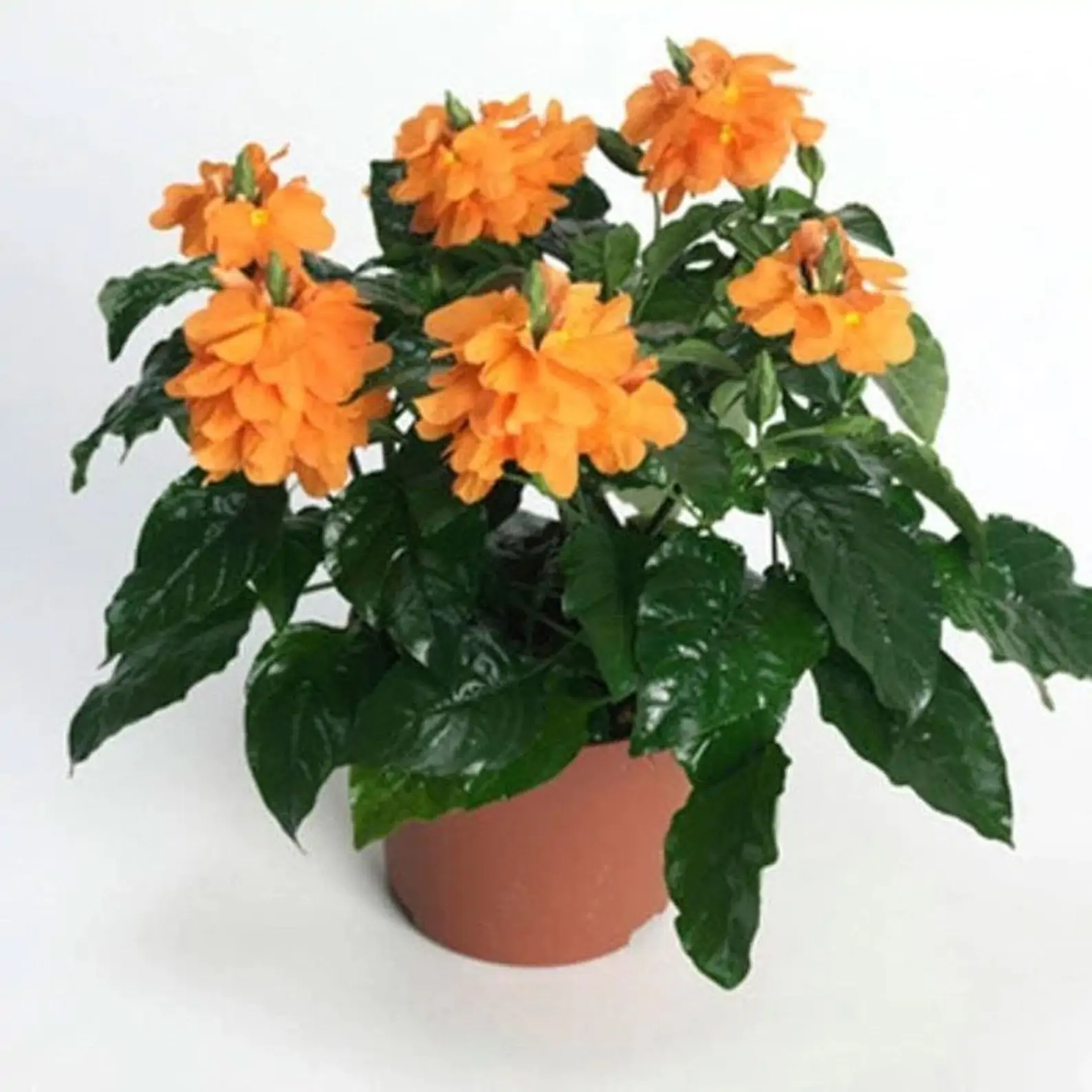 Crossandra infundibuliformis - Orange Marmalade, Firecracker Flower - Image 5