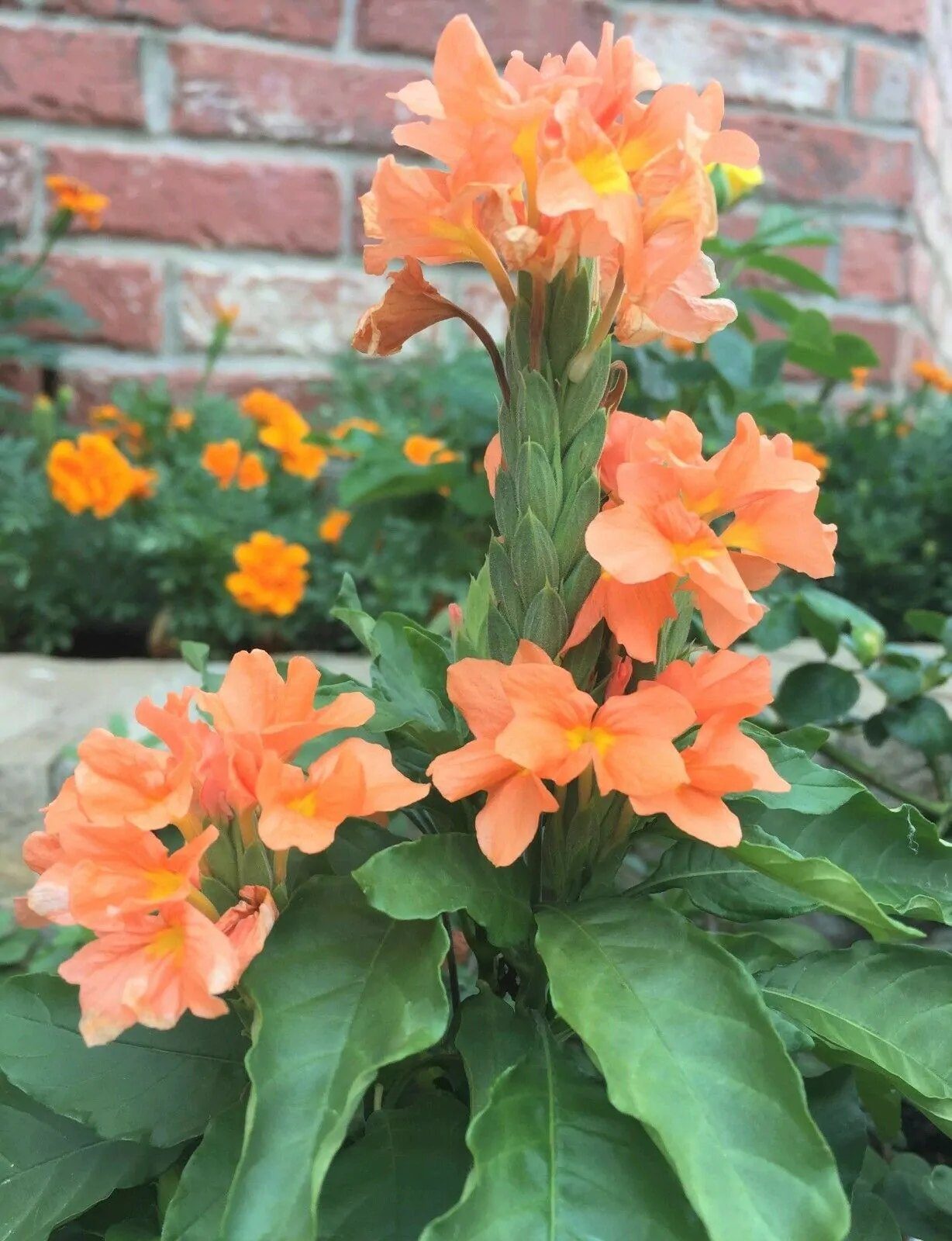 Crossandra infundibuliformis - Orange Marmalade, Firecracker Flower - Image 6
