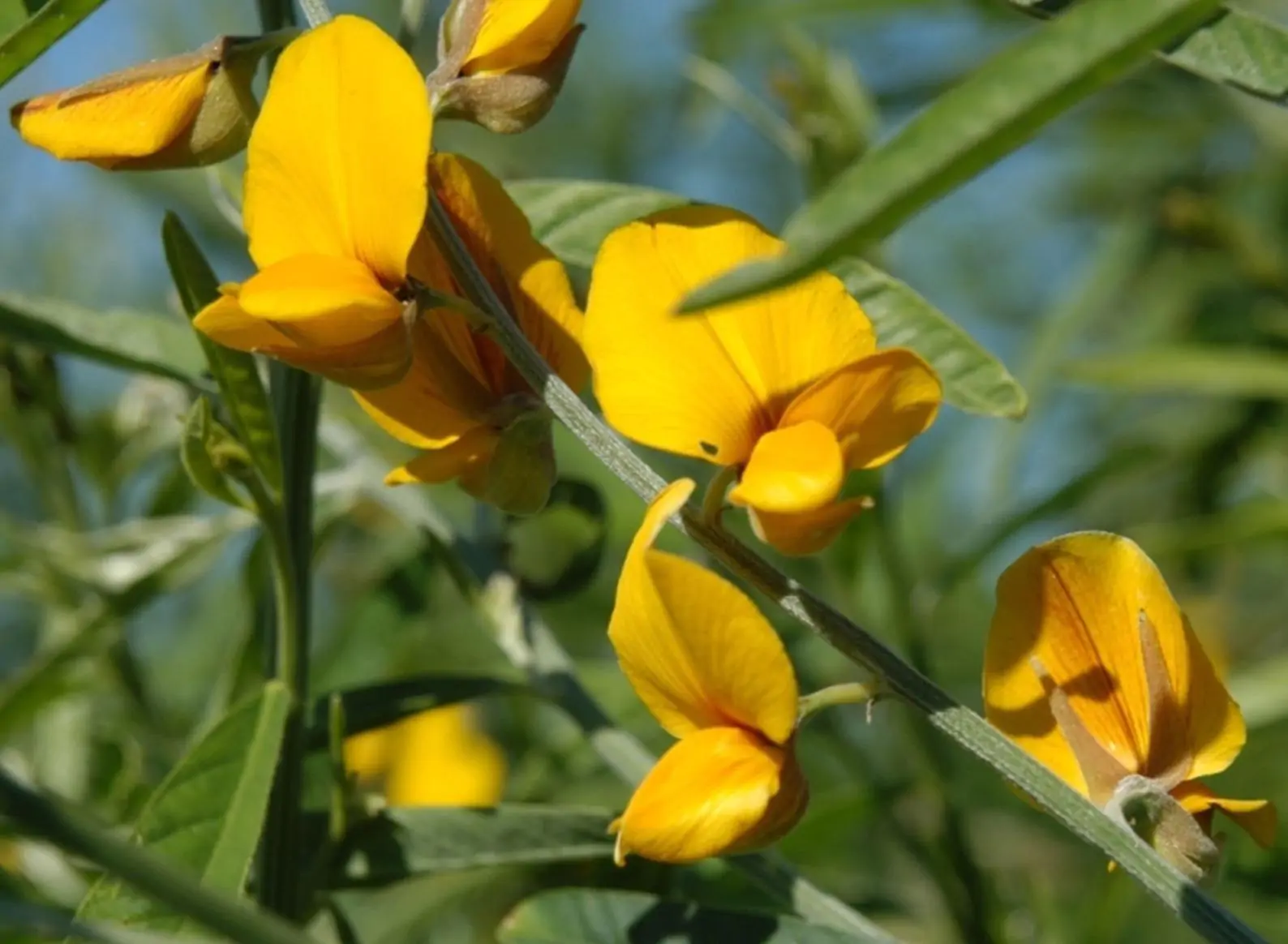 Crotalaria juncea - Indian Hemp