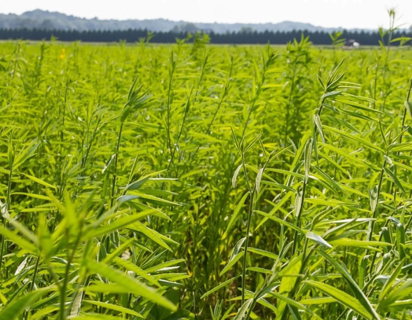 Crotalaria juncea - Indian Hemp - Image 3