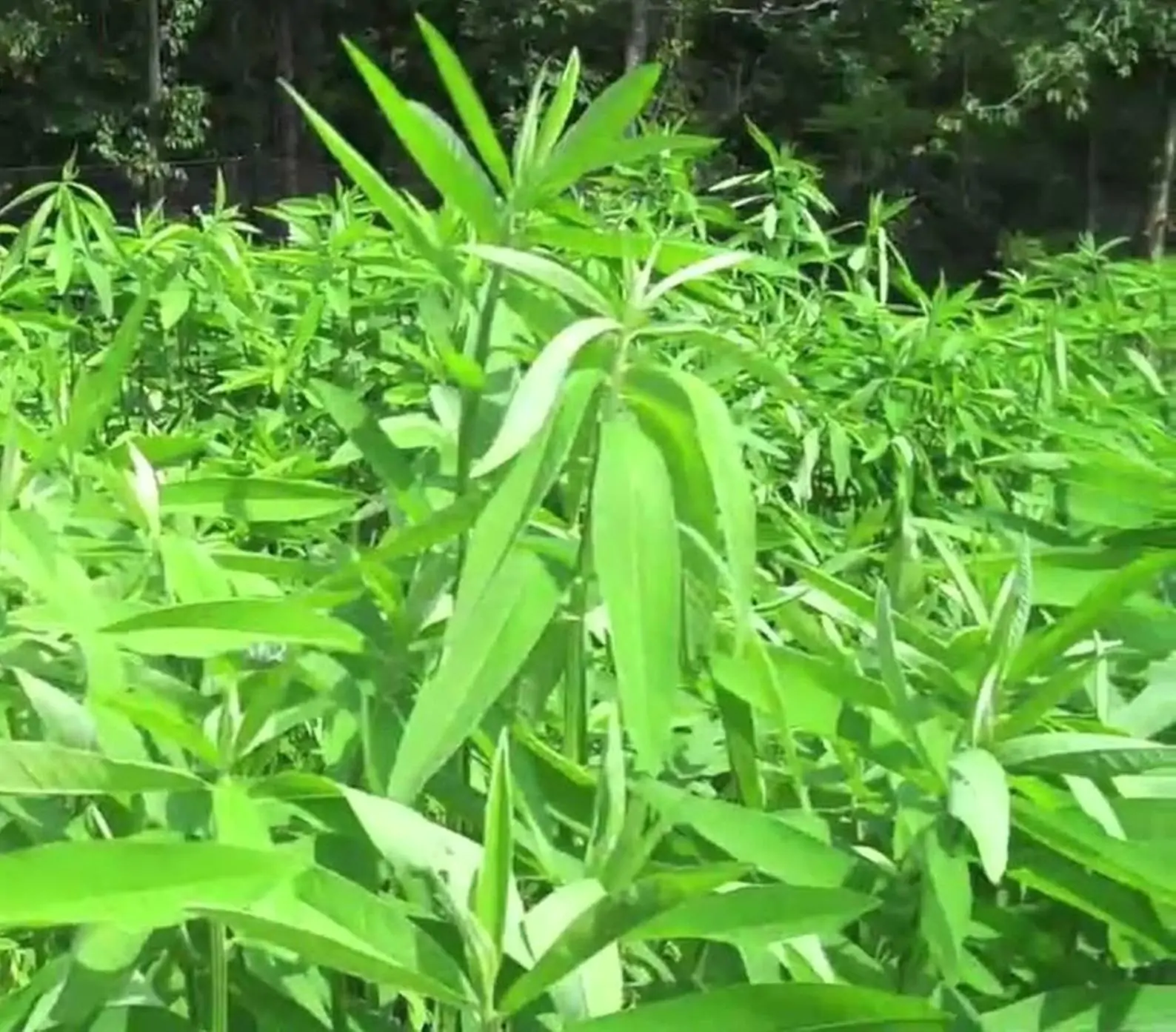 Crotalaria juncea - Indian Hemp - Image 5