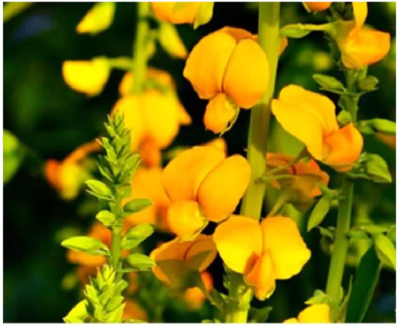 Crotalaria spectabilis - Rattlebox, Showy Crotalaria, Showy Rattlebox - Image 4