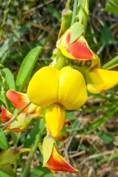 Crotalaria spectabilis - Rattlebox, Showy Crotalaria, Showy Rattlebox - Image 6
