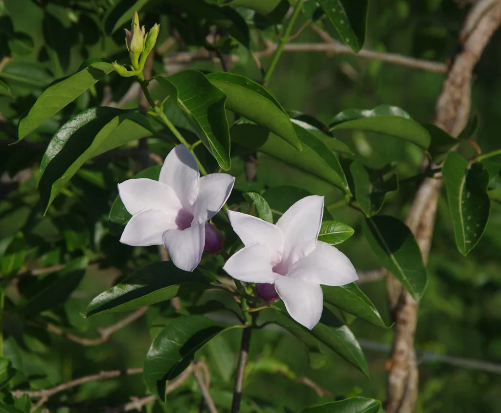Cryptostegia grandiflora - Rubber Vine - Image 2