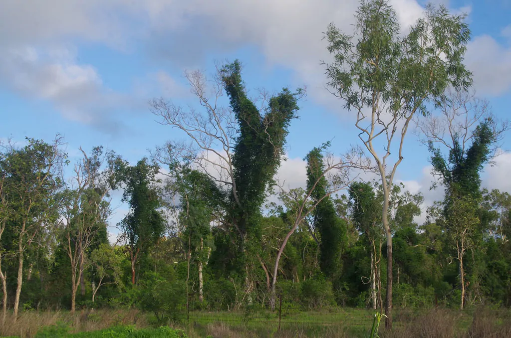 Cryptostegia grandiflora - Rubber Vine - Image 3