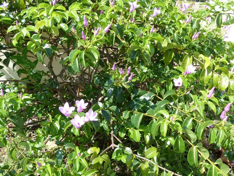 Cryptostegia grandiflora - Rubber Vine - Image 5