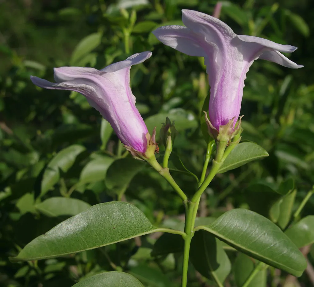 Cryptostegia grandiflora - Rubber Vine - Image 6