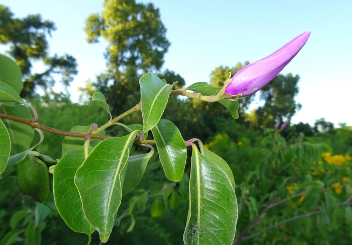 Cryptostegia grandiflora - Rubber Vine - Image 8