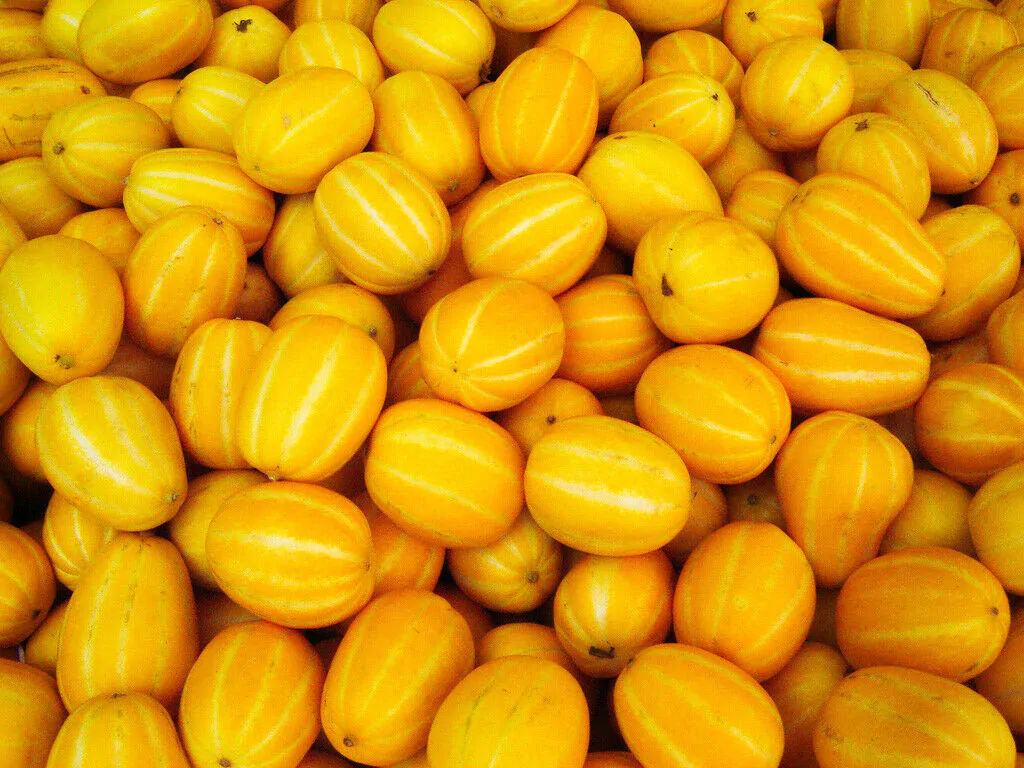 Cucumis melo 'Agrestis' - Wild Musk Melon