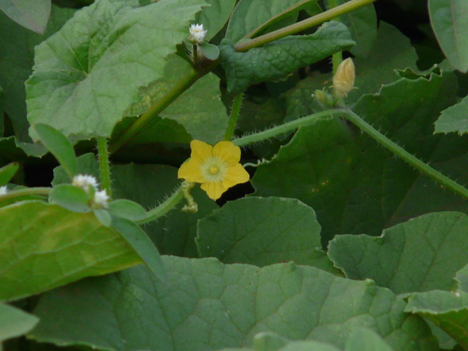 Cucumis melo 'Agrestis' - Wild Musk Melon - Image 2