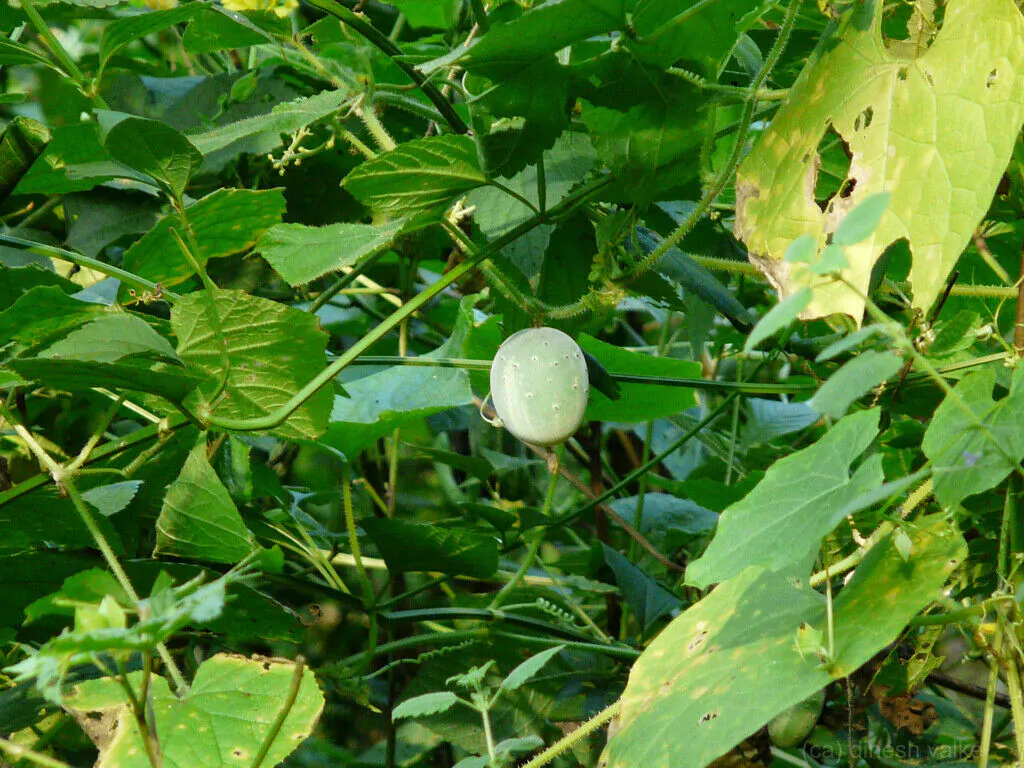 Cucumis melo 'Agrestis' - Wild Musk Melon - Image 4