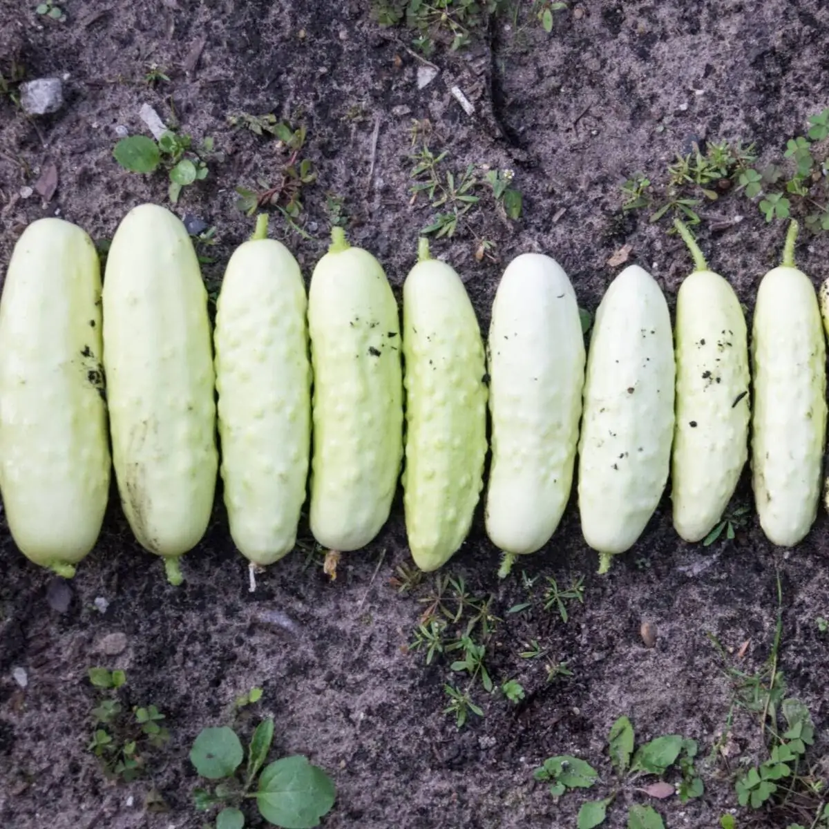 Cucumis sativus 'White Wonder' - Cucumber, Baby Persian, Snack Cucumber, Garden Cucumber, Gherkin - Image 2