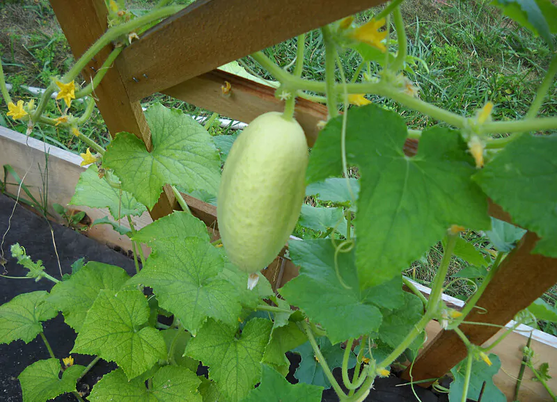 Cucumis sativus 'White Wonder' - Cucumber, Baby Persian, Snack Cucumber, Garden Cucumber, Gherkin - Image 4