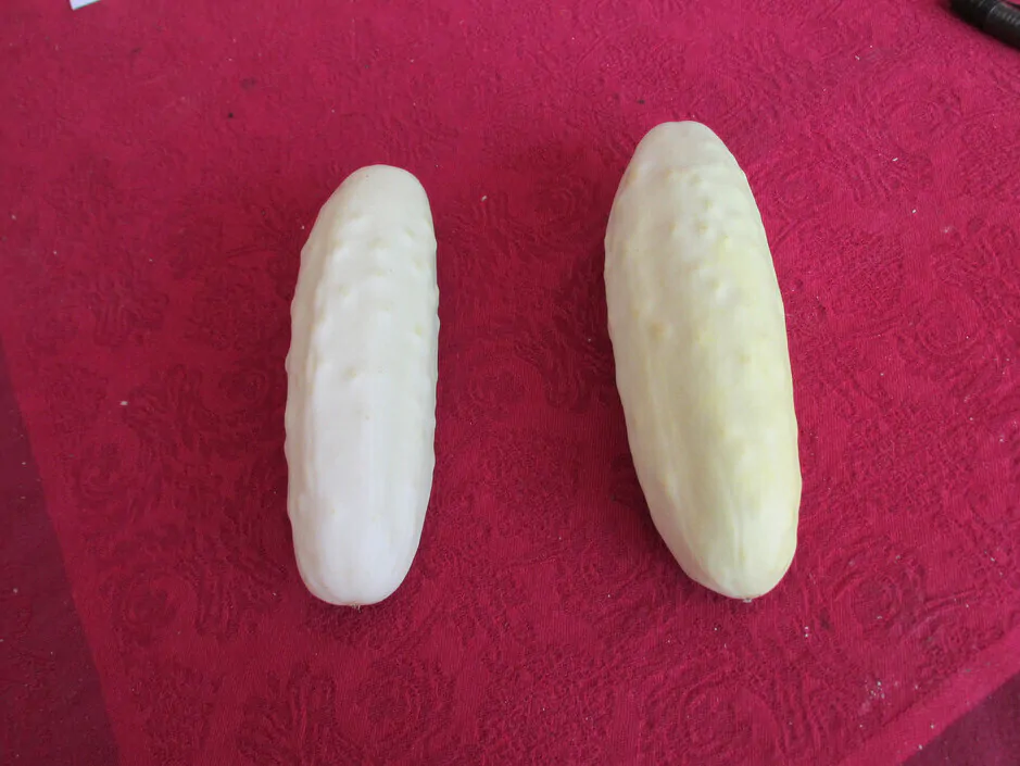 Cucumis sativus 'White Wonder' - Cucumber, Baby Persian, Snack Cucumber, Garden Cucumber, Gherkin - Image 5