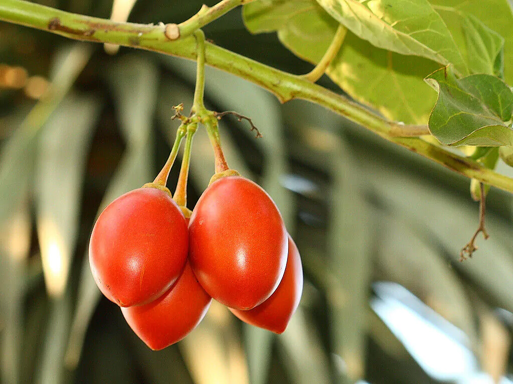 Solanum betaceum / Cyphomandra betacea - Tomato Tree, Tamarillo - Image 3
