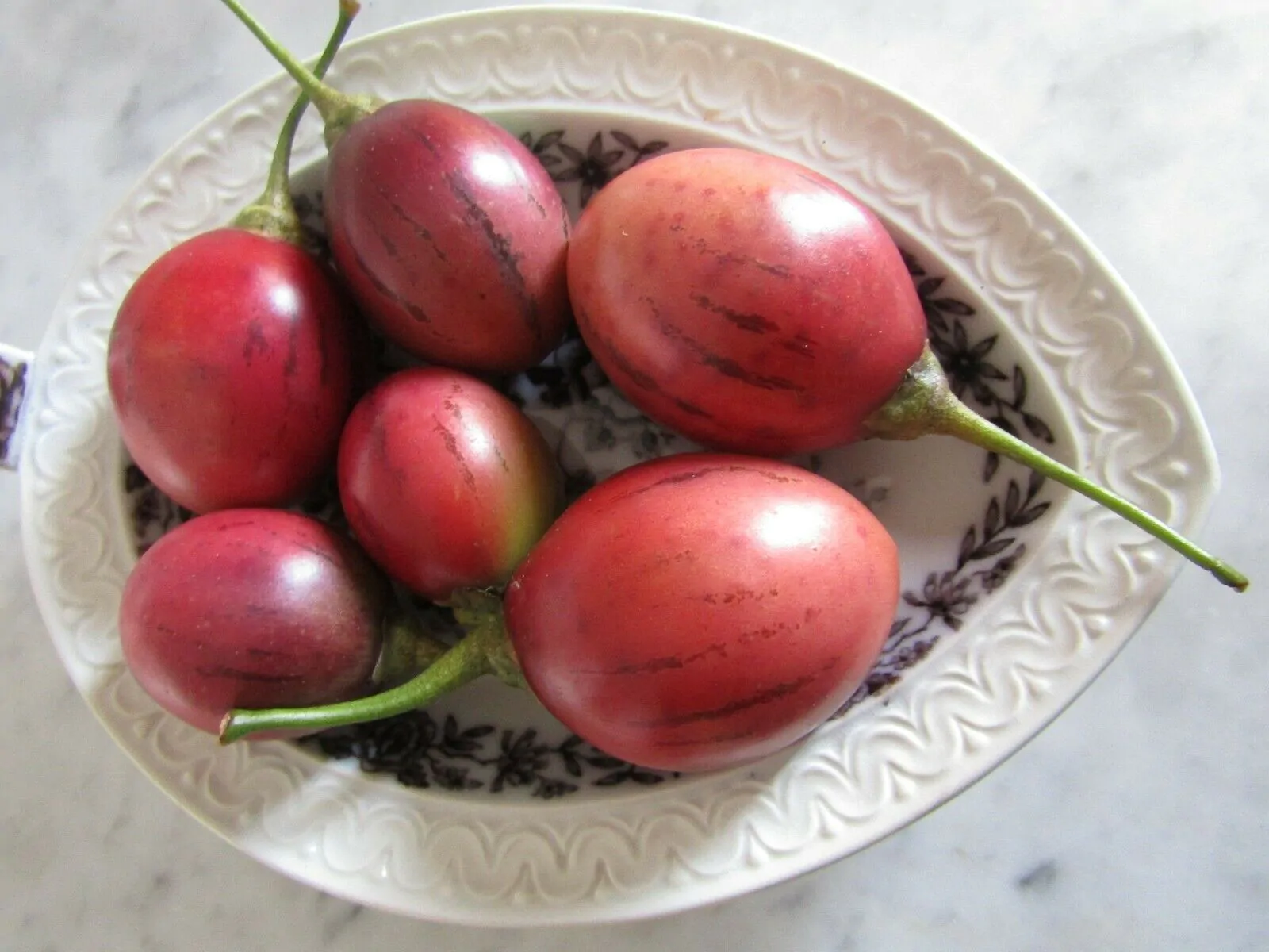 Solanum betaceum / Cyphomandra betacea - Tomato Tree, Tamarillo - Image 4