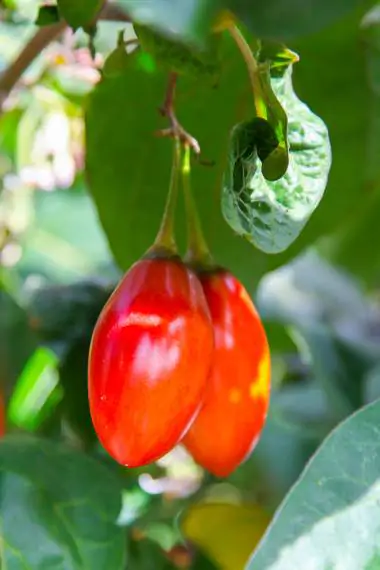 Solanum betaceum / Cyphomandra betacea - Tomato Tree, Tamarillo - Image 6