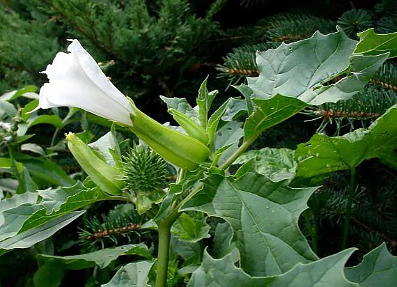 Datura stramonium - Thorn Apple, Thornapple, Jimsonweed, Jimson Weed, Devil's Snare, Devil's Trumpet