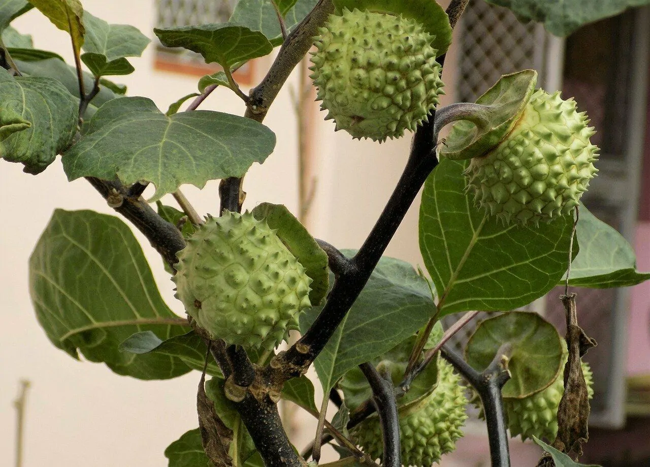 Datura stramonium - Thorn Apple, Thornapple, Jimsonweed, Jimson Weed, Devil's Snare, Devil's Trumpet - Image 4