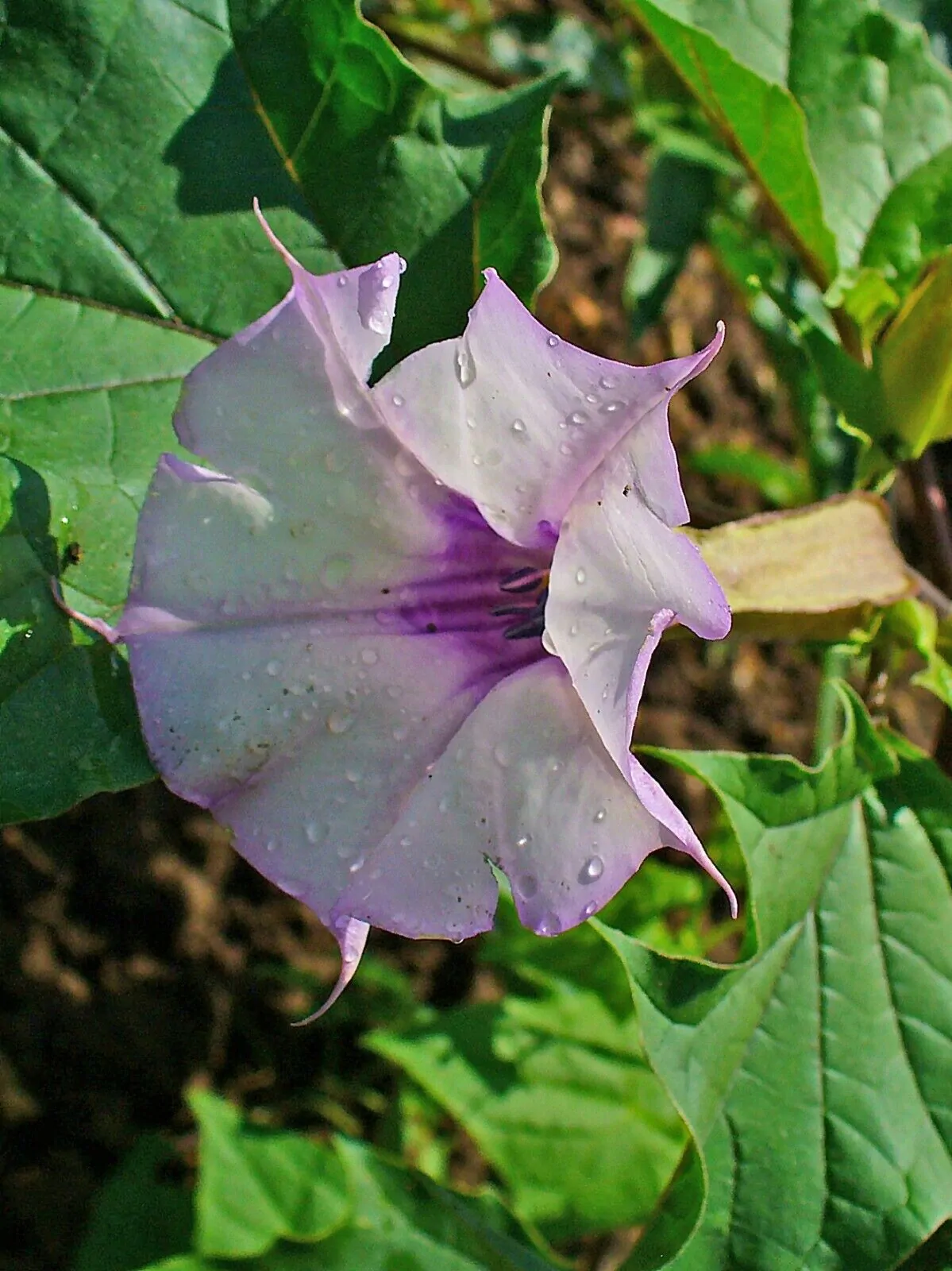 Datura stramonium - Thorn Apple, Thornapple, Jimsonweed, Jimson Weed, Devil's Snare, Devil's Trumpet - Image 5
