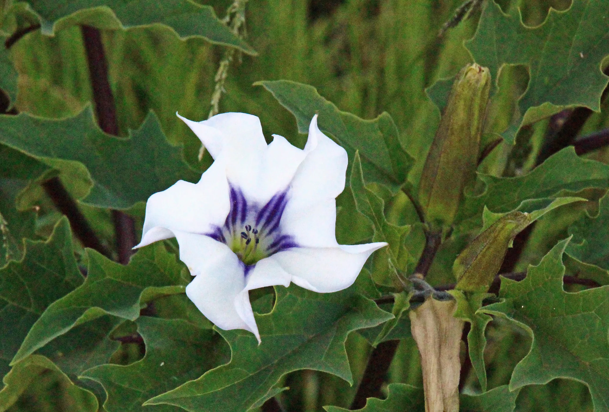 Datura stramonium - Thorn Apple, Thornapple, Jimsonweed, Jimson Weed, Devil's Snare, Devil's Trumpet - Image 6