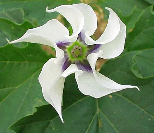 Datura stramonium - Thorn Apple, Thornapple, Jimsonweed, Jimson Weed, Devil's Snare, Devil's Trumpet - Image 7