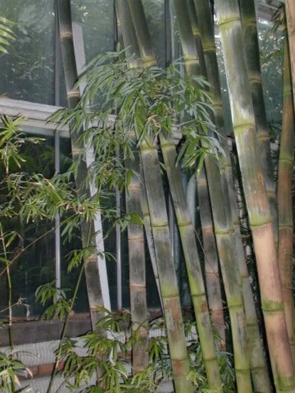 Dendrocalamus longispathus / Bambusa longispatha - Long-Sheath Bamboo, Funghom Bamboo