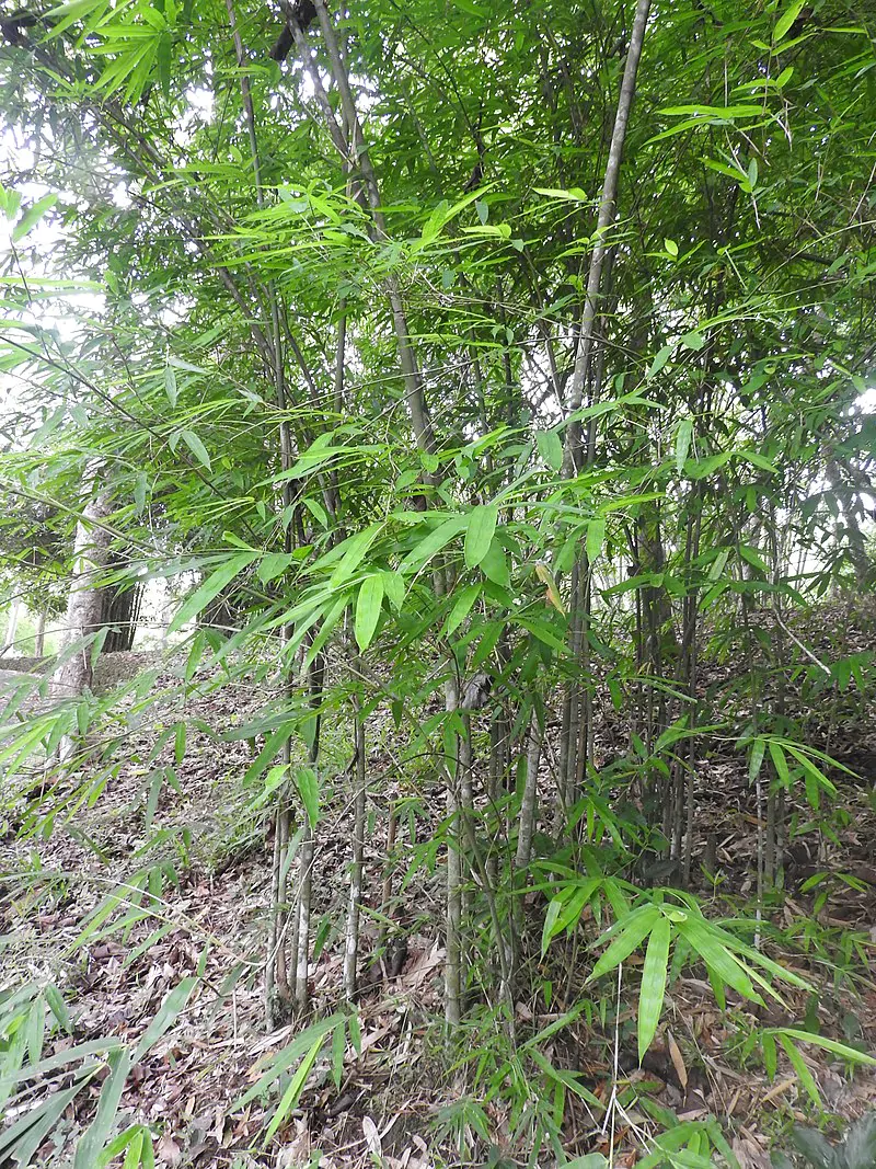 Dendrocalamus longispathus / Bambusa longispatha - Long-Sheath Bamboo, Funghom Bamboo - Image 2