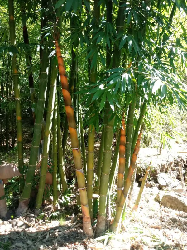 Dendrocalamus longispathus / Bambusa longispatha - Long-Sheath Bamboo, Funghom Bamboo - Image 3
