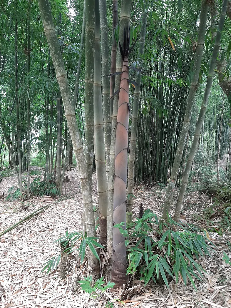 Dendrocalamus longispathus / Bambusa longispatha - Long-Sheath Bamboo, Funghom Bamboo - Image 5
