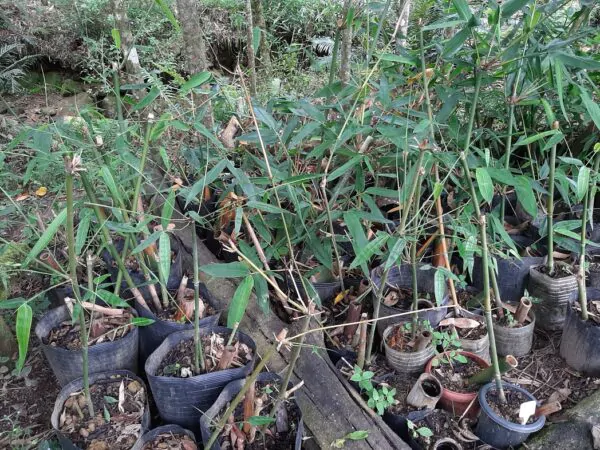 Dendrocalamus longispathus / Bambusa longispatha - Long-Sheath Bamboo, Funghom Bamboo - Image 6