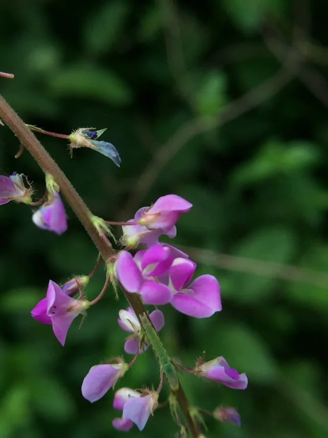 Desmodium gangeticum - Salparni