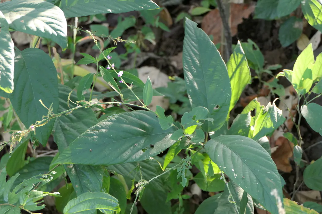 Desmodium gangeticum - Salparni - Image 4