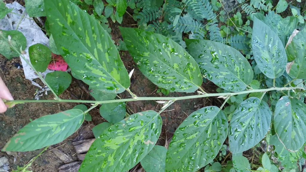 Desmodium gangeticum - Salparni - Image 8