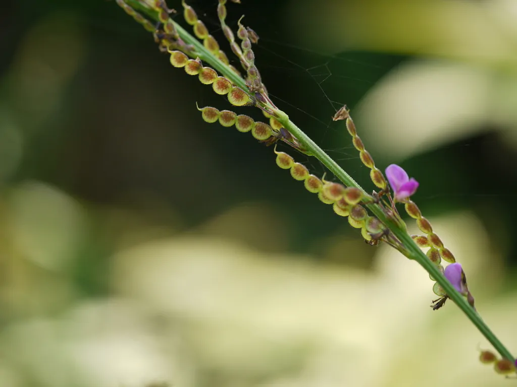Desmodium gangeticum - Salparni - Image 9