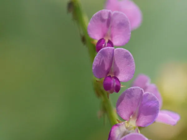 Desmodium gangeticum - Salparni - Image 10