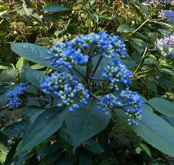 Dichroa febrifuga / Hydrangea febrifuga - Chinese Quinine, Blue Evergreen Hydrangea, Fever Flower, Anti-febrile Dichroa, Chang Shan - Image 3